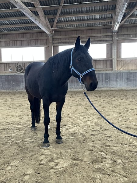 Tucker blue roan Tennessee Walker gelding
