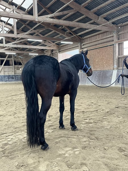 Tucker blue roan Tennessee Walker gelding