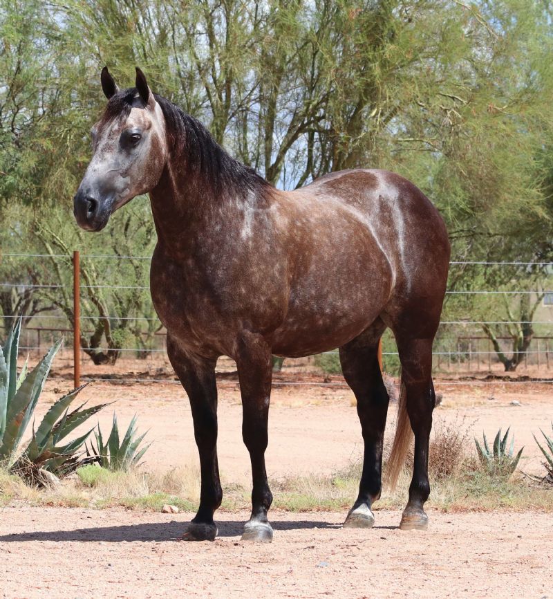 Turner dappled gray Quarter Horse gelding
