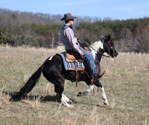 Vandam black tobiano Paint Horse gelding