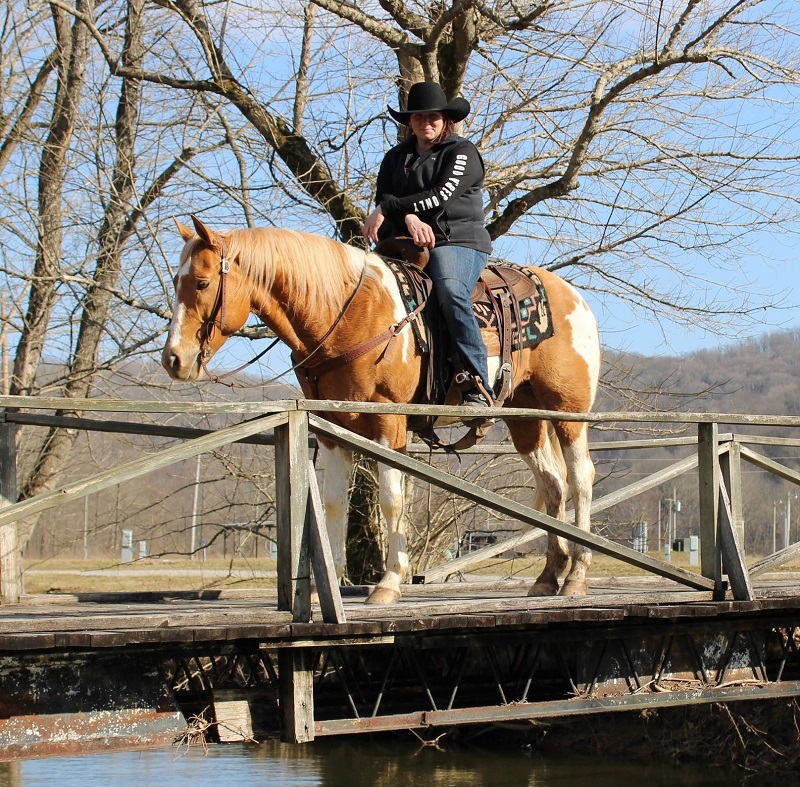 Victoria palomino tobiano Paint Horse gelding