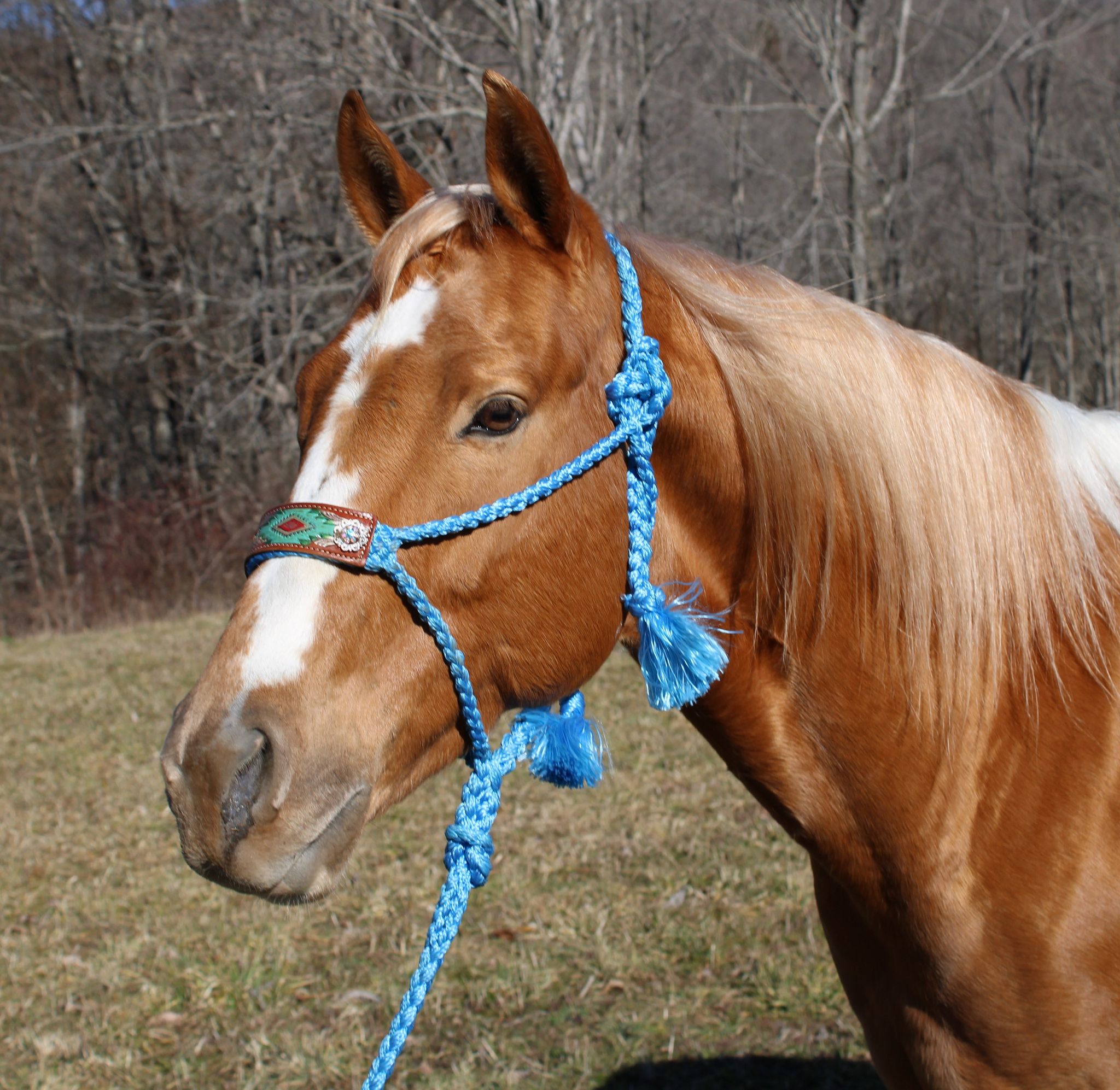Victoria palomino tobiano Paint Horse gelding