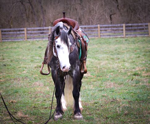Victory silver dapple grey Gypsy Vanner gelding