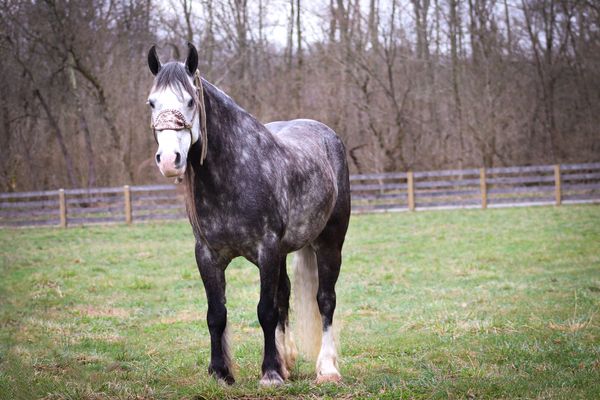 Victory silver dapple grey Gypsy Vanner gelding
