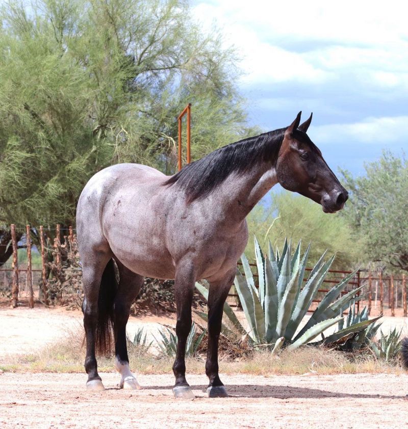 Whiskey blue roan Quarter Horse gelding