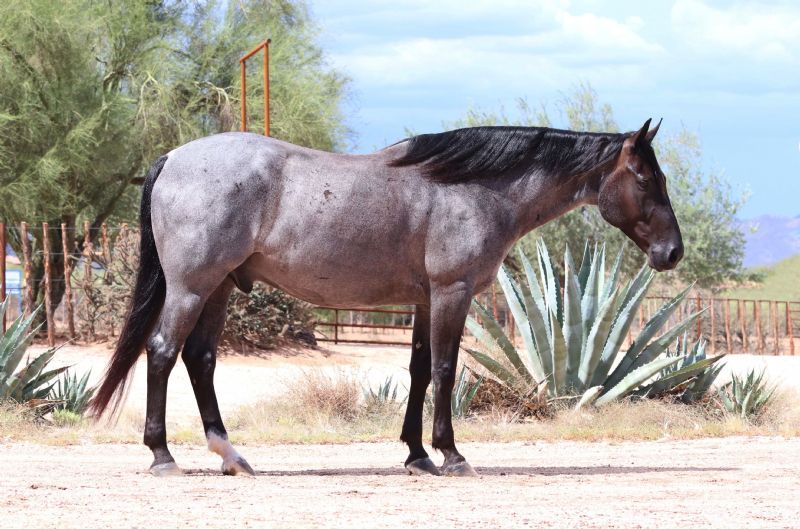 Whiskey blue roan Quarter Horse gelding