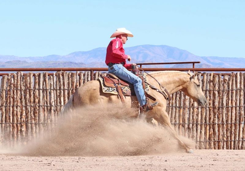 Whisper palomino Quarter Horse gelding