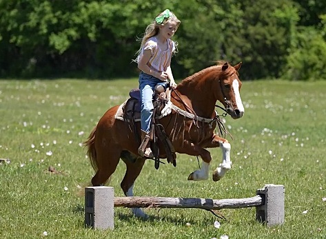 Willy sorrel pony gelding