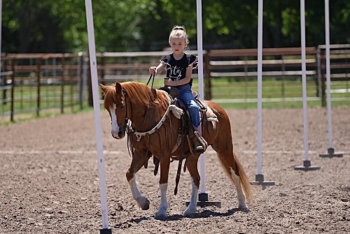 Willy sorrel pony gelding