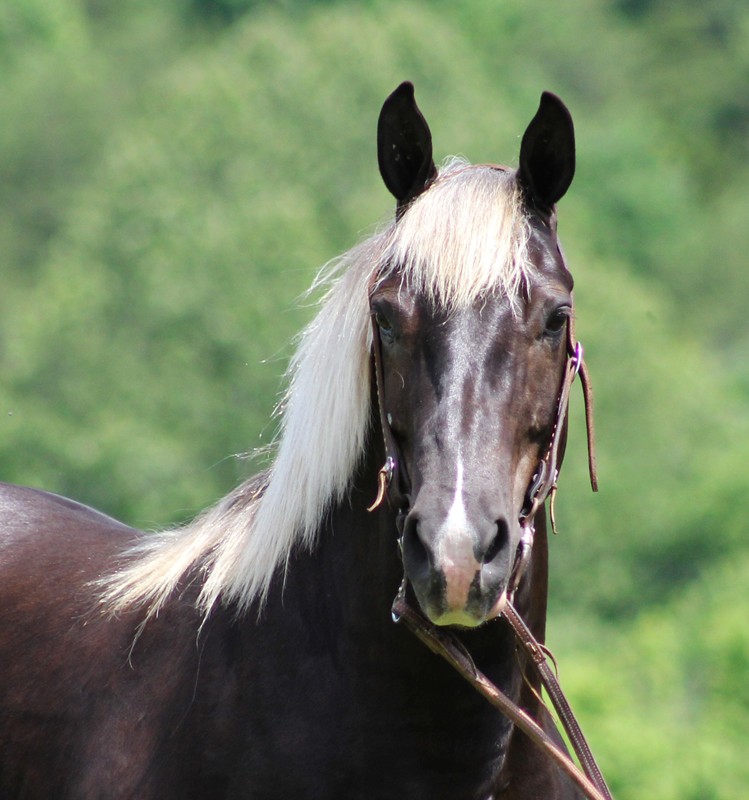 Winnie chocolate Rocky Mountain Horse mare