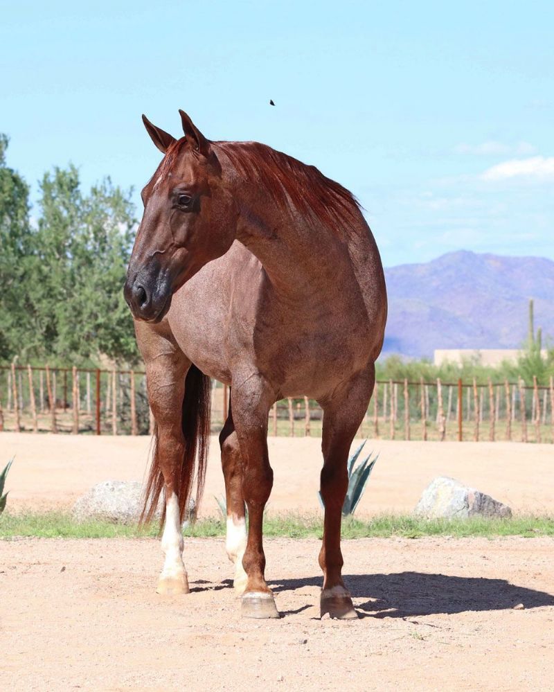 Wrangler red roan Quarter Horse gelding