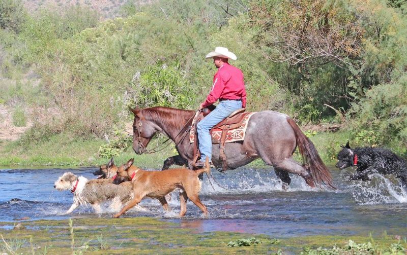 Wrangler red roan Quarter Horse gelding