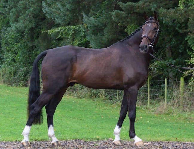 Xavier bay Warmblood gelding