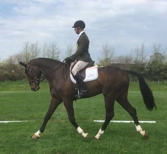 Xavier bay Warmblood gelding