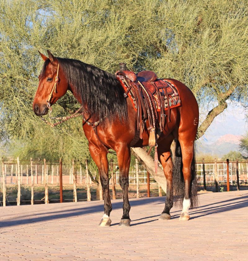 Yankee blood bay Quarter Horse gelding
