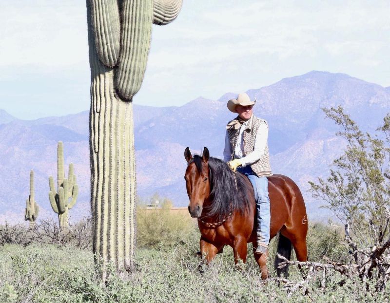 Yankee blood bay Quarter Horse gelding