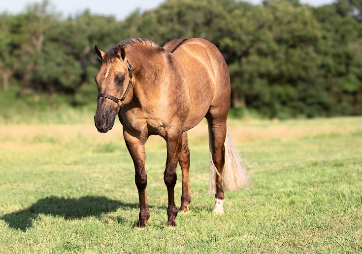 Zidane dunalino Quarter Horse gelding