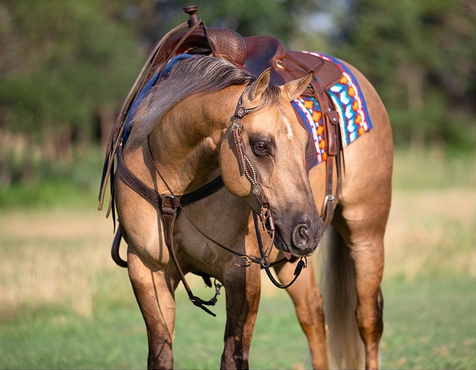 Zidane dunalino Quarter Horse gelding